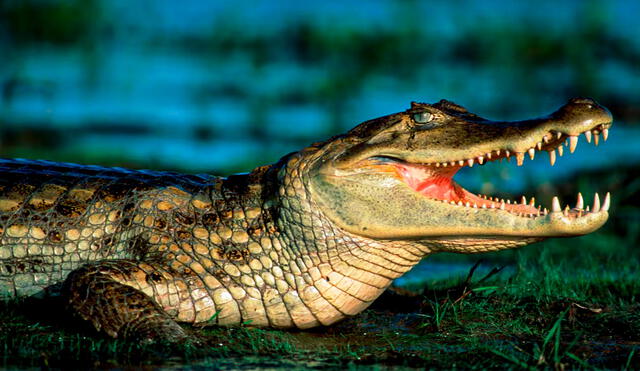 Los caimanes no son enteramente culpables de los casos de ataque en Florida. Los caimanes no son enteramente culpables de los casos de ataque en Florida.