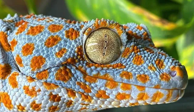 El gecko tokay o científicamente conocido como Gekko gecko, es una de las especies de lagartijas más grandes. Foto: Reptiliatus Instagram El gecko tokay o científicamente conocido como Gekko gecko, es una de las especies de lagartijas más grandes. Foto: Reptiliatus Instagram