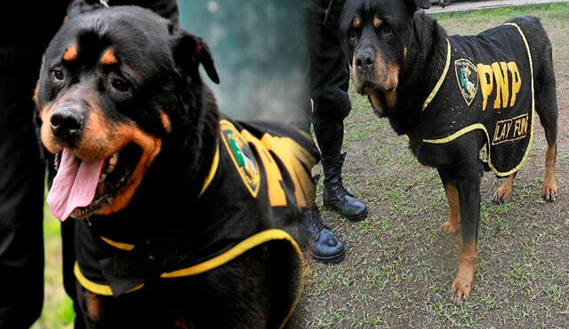Defensores de animales y policías salvaron a Lay Fun de un posible sacrificio. Foto: Composición LR/ El Popular/ Perú.com Defensores de animales y policías salvaron a Lay Fun de un posible sacrificio. Foto: Composición LR/ El Popular/ Perú.com