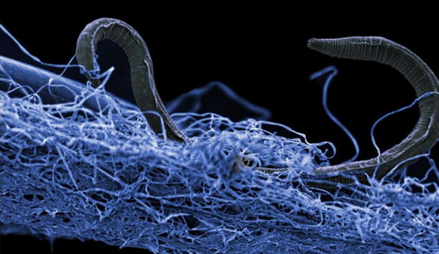 Este microorganismo forma parte del grupo de "bacterias cable". Foto: Investigación y desarrollo Este microorganismo forma parte del grupo de "bacterias cable". Foto: Investigación y desarrollo