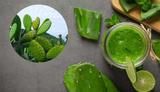 Originario de México, el nopal es conocido por sus propiedades nutricionales y su uso en la medicina tradicional. Foto: FreePik
