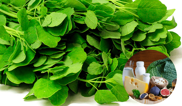 El pápalo no se considera únicamente un ingrediente versátil en las preparaciones culinarias, sino que también se pueden destacar ciertos beneficios para la salud relacionados con su consumo. Foto: FreePik El pápalo no se considera únicamente un ingrediente versátil en las preparaciones culinarias, sino que también se pueden destacar ciertos beneficios para la salud relacionados con su consumo. Foto: FreePik