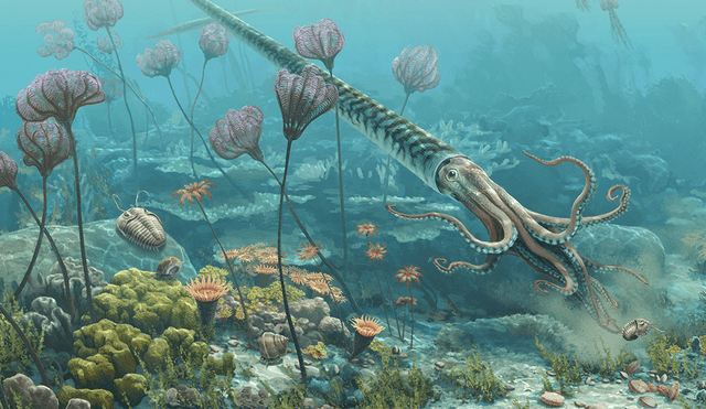 El Ingemmet presentó el fósil de un cefalópodo que habitó el Periodo Ordovicico. Representación gráfica: Beth Zaiken/Blue Rhino Studio El Ingemmet presentó el fósil de un cefalópodo que habitó el Periodo Ordovicico. Representación gráfica: Beth Zaiken/Blue Rhino Studio