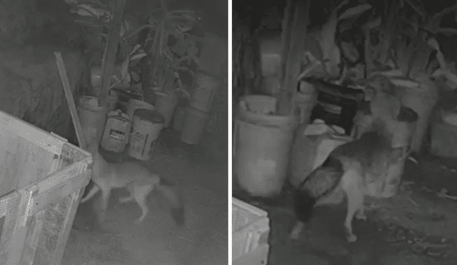 Zorro salvaje en Ate: vecinos reportan ataques a gallinas. Foto: Canal N. Zorro salvaje en Ate: vecinos reportan ataques a gallinas. Foto: Canal N.