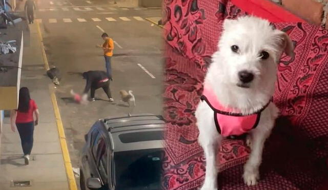A través de un pronunciamiento en redes sociales, el MININTER condenó enérgicamente el acto de violencia contra el perrito. Foto: Composición LR A través de un pronunciamiento en redes sociales, el MININTER condenó enérgicamente el acto de violencia contra el perrito. Foto: Composición LR