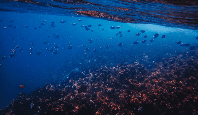Sin observaciones directas, los riesgos para ecosistemas únicos son inciertos. La minería submarina y la acumulación de residuos industriales amenazan estos hábitats vulnerables. Foto: Freepik Sin observaciones directas, los riesgos para ecosistemas únicos son inciertos. La minería submarina y la acumulación de residuos industriales amenazan estos hábitats vulnerables. Foto: Freepik