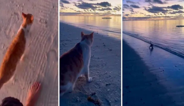 Video tiene miles de vistas en la plataforma. Foto: captura de TikTok /Ceciarmy Video tiene miles de vistas en la plataforma. Foto: captura de TikTok /Ceciarmy