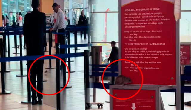 La rata corría desesperadamente ante la mirada atónita de los pasajeros en el aeropuerto de Perú. Foto: composición LR/ TikTok / @karencrtzz La rata corría desesperadamente ante la mirada atónita de los pasajeros en el aeropuerto de Perú. Foto: composición LR/ TikTok / @karencrtzz