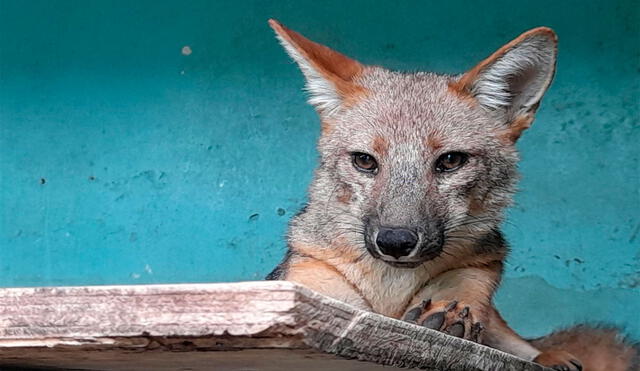 Run Run se convirtió en símbolo de la problemática del tráfico ilegal de fauna silvestre en Perú. Foto: Andina