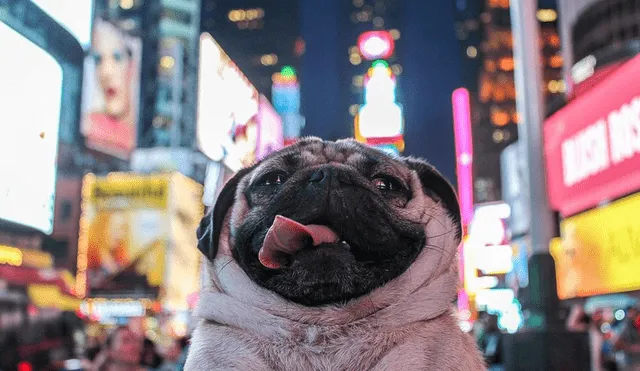 Nueva York prohíbe tener mascotas a abusadores desde mayo de 2025.