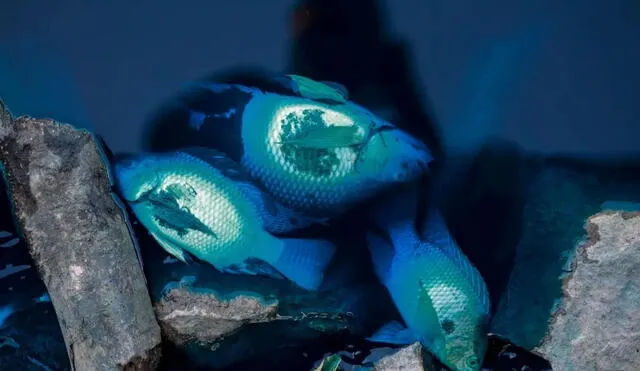 Este derrame en Brasil causó la muerte de numerosos peces en el área. Foto: composición LR/X Este derrame en Brasil causó la muerte de numerosos peces en el área. Foto: composición LR/X