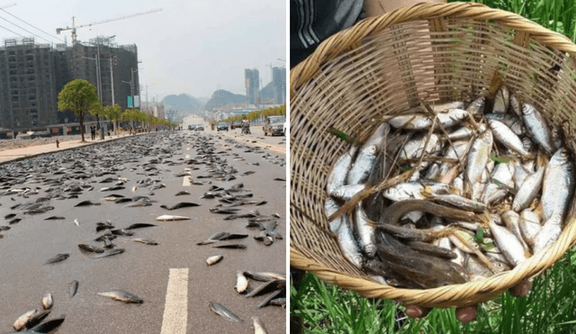 Se celebra el “Festival de la Lluvia de Peces”, atrayendo a turistas de diversas partes del mundo. Foto: composición LR Se celebra el “Festival de la Lluvia de Peces”, atrayendo a turistas de diversas partes del mundo. Foto: composición LR