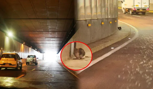 Vecina pide apoyo urgente de las autoridades para rescatar el felino del túnel de Benavides. Foto: Carlos Félix