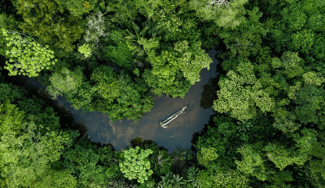 La Amazonía puede resistir décadas de sequía, pero a costa de perder sus árboles más altos y liberar grandes cantidades de carbono, según estudio. Foto: IStock La Amazonía puede resistir décadas de sequía, pero a costa de perder sus árboles más altos y liberar grandes cantidades de carbono, según estudio. Foto: IStock