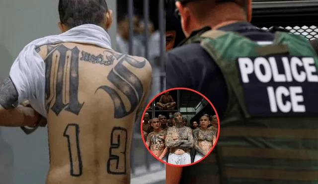 ICE en medio de operativo arresta a importante miembro de la red criminal MS-13. ICE en medio de operativo arresta a importante miembro de la red criminal MS-13.