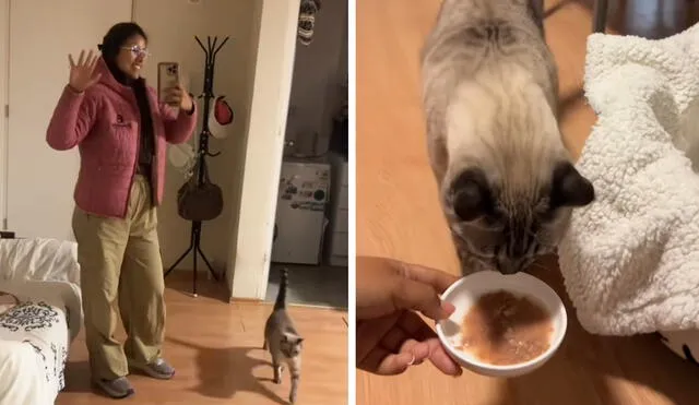 El video generó reacciones sobre el cuidado especializado de mascotas en el Perú. Foto: composición LR/ TikTok El video generó reacciones sobre el cuidado especializado de mascotas en el Perú. Foto: composición LR/ TikTok