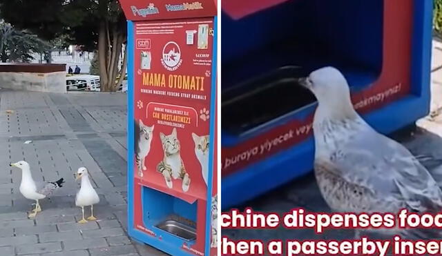 Turquía, y en particular Estambul, es conocida por su convivencia armónica entre humanos y animales callejeros. Foto: composición LR/ TikTok Turquía, y en particular Estambul, es conocida por su convivencia armónica entre humanos y animales callejeros. Foto: composición LR/ TikTok