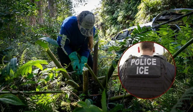 Las redadas del ICE llegan a Hawái, afectando a trabajadores inmigrantes en la recolección de café de South Kona. Las redadas del ICE llegan a Hawái, afectando a trabajadores inmigrantes en la recolección de café de South Kona.