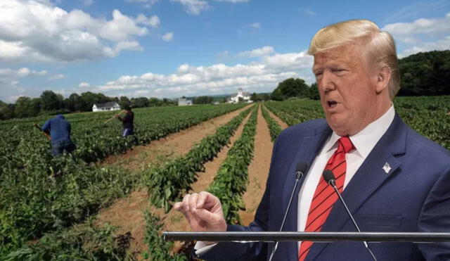 Sectores como agricultura dependen de inmigrantes. Instan a Trump a suavizar política migratoria. Sectores como agricultura dependen de inmigrantes. Instan a Trump a suavizar política migratoria.