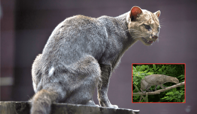 Este depredador, que se creía extinto, reapareció después de 40 años en Texas, Estados Unidos. Foto: composición LR/Texas Native Cats