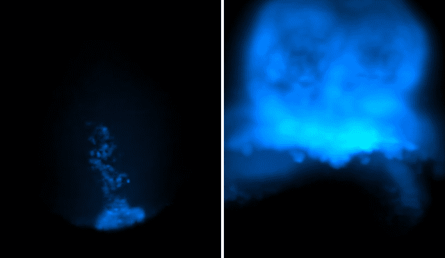 Utilizando microscopía de hoja de luz avanzada, se capturaron imágenes tridimensionales del desarrollo cardíaco durante más de 40 horas. Foto: composición LR/UCL Utilizando microscopía de hoja de luz avanzada, se capturaron imágenes tridimensionales del desarrollo cardíaco durante más de 40 horas. Foto: composición LR/UCL