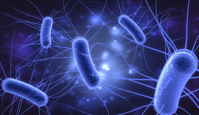 Tipos de bacterias E. coli mantienen la salud del tracto intestinal, mientras que otros causan infecciones. Foto: IStock Tipos de bacterias E. coli mantienen la salud del tracto intestinal, mientras que otros causan infecciones. Foto: IStock