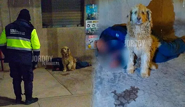 La mascota no dejaba que nadie se le acercara a su dueño que dormía profundamente en plena calle de Sicuani, Cusco. Foto: composición LR/ TikTok/ @jordyynoticias La mascota no dejaba que nadie se le acercara a su dueño que dormía profundamente en plena calle de Sicuani, Cusco. Foto: composición LR/ TikTok/ @jordyynoticias