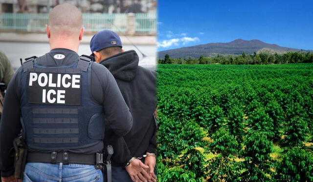 ICE realizó redadas migratorias en los campos de café de Hawaii. ICE realizó redadas migratorias en los campos de café de Hawaii.