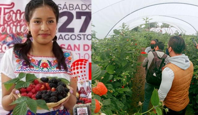 Puebla lidera en arándano azul orgánico con exportaciones a Norteamérica. Puebla lidera en arándano azul orgánico con exportaciones a Norteamérica.