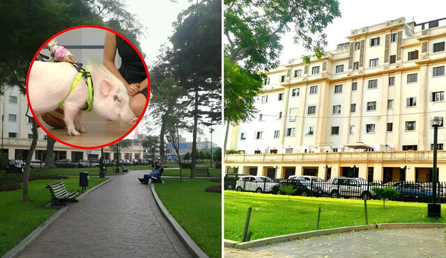 El cerdito de casa fue discriminado en Miraflores y no sería la primera vez. Foto: Composición LR El cerdito de casa fue discriminado en Miraflores y no sería la primera vez. Foto: Composición LR