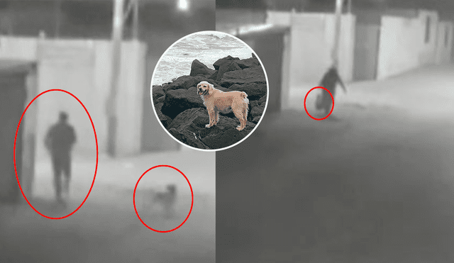 necropsia realizada al animal revela que fue asesinado. Foto: Composición LR/Difusión necropsia realizada al animal revela que fue asesinado. Foto: Composición LR/Difusión