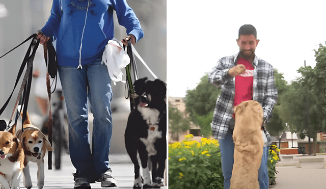 Los paseadores de perros a menudo ofrecen otros servicios como alimentación y atención básica. Foto: composición LR/ captura de pantalla YouTube Los paseadores de perros a menudo ofrecen otros servicios como alimentación y atención básica. Foto: composición LR/ captura de pantalla YouTube
