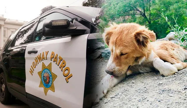 Un accidente de tránsito deja un conductor muerto y un perro herido en San Francisco. Un accidente de tránsito deja un conductor muerto y un perro herido en San Francisco.