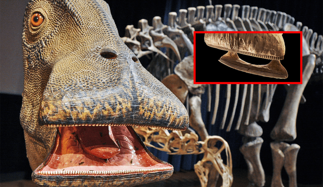 Esta extraña especie tenía un hocico cuadrado que le permitía hacer paso en la vegetación con sus dientes filudos. Foto: