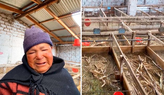 La adulta mayor no resistió ver sus galpones vacíos y rompió en llanto. Foto: composición LR/ Facebook/ Noticia con calle La adulta mayor no resistió ver sus galpones vacíos y rompió en llanto. Foto: composición LR/ Facebook/ Noticia con calle