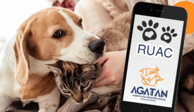 El RUAC en la CDMX ayuda a proteger a las mascotas de los ciudadanos en la capital. El RUAC en la CDMX ayuda a proteger a las mascotas de los ciudadanos en la capital.