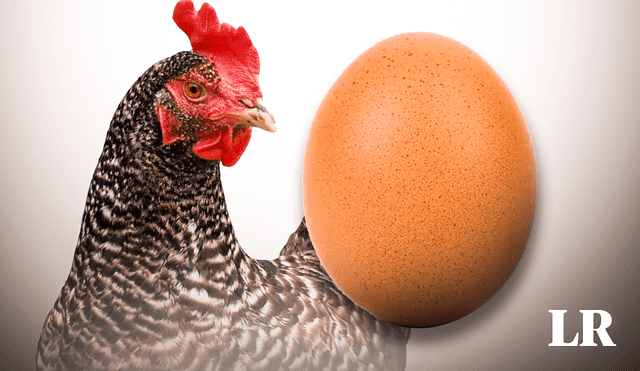 A lo largo de la historia ha habido diferentes respuestas a la pregunta sobre el huevo y la gallina. Foto: Composición LR-Fabrizio Oviedo A lo largo de la historia ha habido diferentes respuestas a la pregunta sobre el huevo y la gallina. Foto: Composición LR-Fabrizio Oviedo