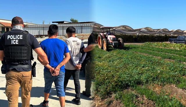 Las operaciones de ICE han crecido en las granjas de California. Las operaciones de ICE han crecido en las granjas de California.
