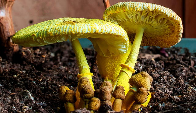 El hongo es capaz de encontrar partículas de oro en los suelos para beneficiar su crecimiento y propagación. Foto referencial: Setas blog El hongo es capaz de encontrar partículas de oro en los suelos para beneficiar su crecimiento y propagación. Foto referencial: Setas blog