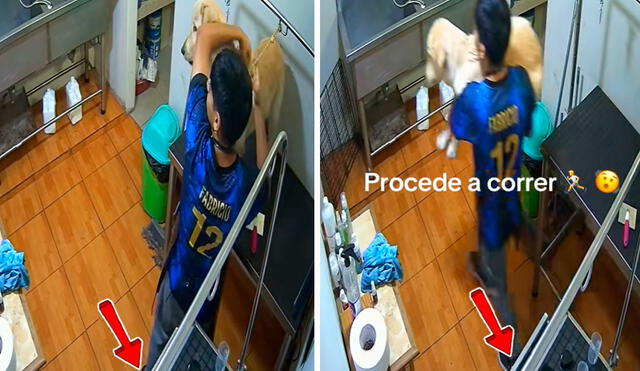 El joven no dejó solo y atado al perrito que peinaba, hecho que fue aplaudido por los usuarios en las redes sociales. Foto: composición LR/ TikTok/ @tayli_ocharan