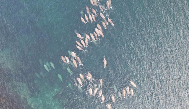 Estas especies eran terrestres hace 250 millones de años y alcanzaron un punto evolutivo sin retorno, según la Ley de Dollo. Foto: Pexelstorno, según la Ley de Dollo tras adaptaciones complejas. Foto: Pexels
