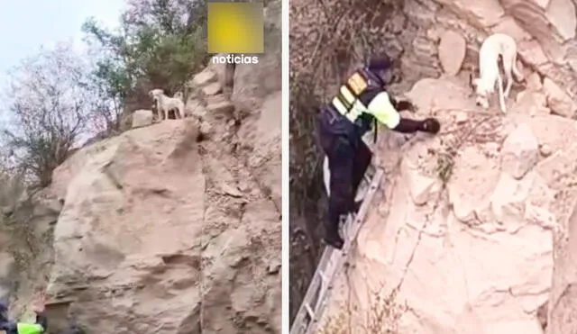 El perrito se mostraba muy asustado, pero colaboró durante su rescate en Tacna. Foto: composición LR/ TikTok / @latinanoticias El perrito se mostraba muy asustado, pero colaboró durante su rescate en Tacna. Foto: composición LR/ TikTok / @latinanoticias