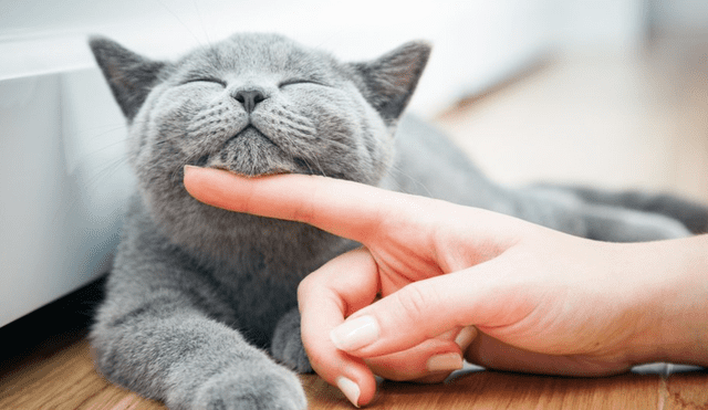 Acariciar a un gato puede ser un reflejo de la personalidad y las emociones de las personas. Acariciar a un gato puede ser un reflejo de la personalidad y las emociones de las personas.
