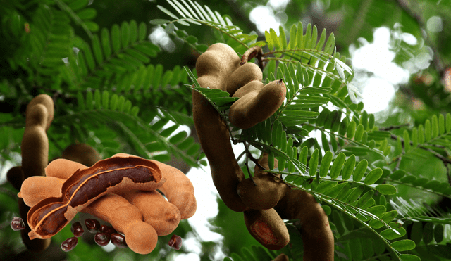 El tamarindo es alto en vitaminas. Foto: Composición LR El tamarindo es alto en vitaminas. Foto: Composición LR