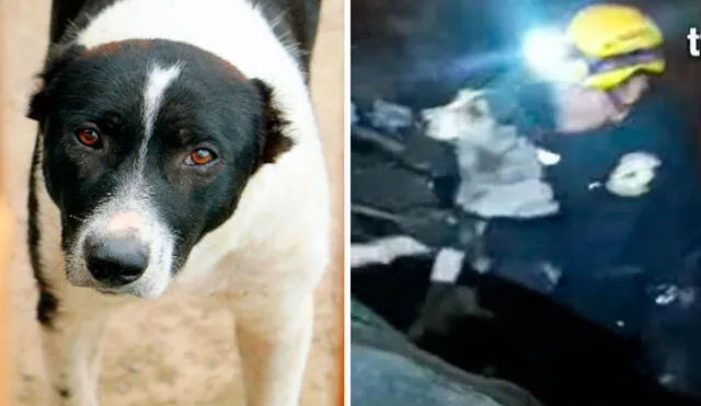 La mascota lucía muy asustada y a la espera de su rescate de las aguas del río Rímac. Foto: composición LR/ YouTube/ TV Perú La mascota lucía muy asustada y a la espera de su rescate de las aguas del río Rímac. Foto: composición LR/ YouTube/ TV Perú