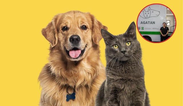 Aprovecha la jornada gratuita de vacunación y desparasitación de AGATAN para mascotas en CDMX. Aprovecha la jornada gratuita de vacunación y desparasitación de AGATAN para mascotas en CDMX.