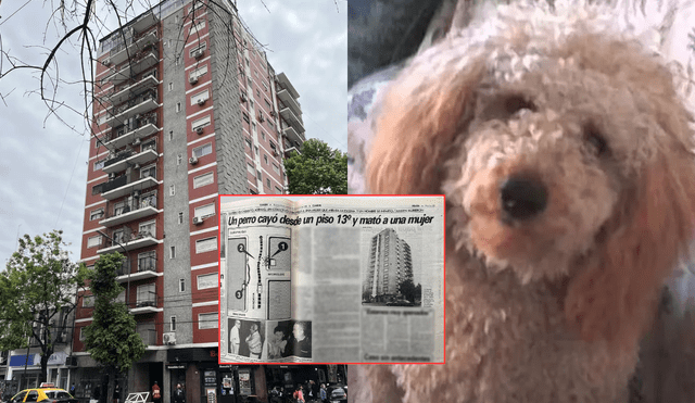 Un perro caniche llamado 'Cachy' cayó del piso 13 de un edificio y causó la muerte de tres personas en Argentina. Foto: Composición LR/ La Capital/ Clarín/ Nueva Rioja Un perro caniche llamado 'Cachy' cayó del piso 13 de un edificio y causó la muerte de tres personas en Argentina. Foto: Composición LR/ La Capital/ Clarín/ Nueva Rioja