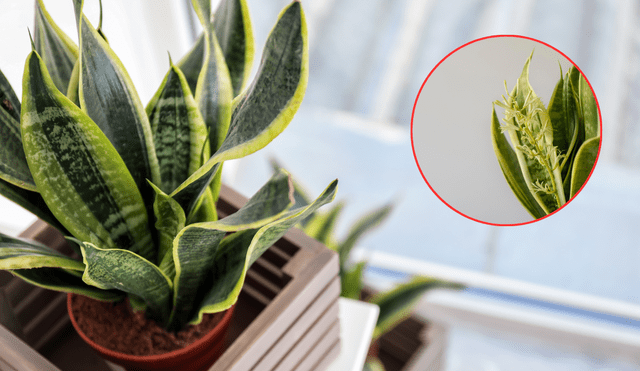Si la sansevieria florece, es una buena señala. Foto: Composición LR Si la sansevieria florece, es una buena señala. Foto: Composición LR