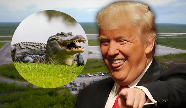 El gobierno de EE. UU. aprueba 'Alligator Alcatraz', una cárcel para inmigrantes en Florida rodeada de cocodrilos y caimanes. El gobierno de EE. UU. aprueba 'Alligator Alcatraz', una cárcel para inmigrantes en Florida rodeada de cocodrilos y caimanes.