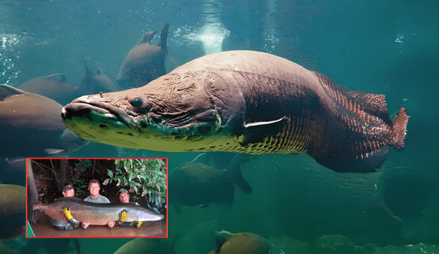 Este animal marino se encuentra en las profundidades del río Amazonas. Foto: composición LR/Diario Uno Este animal marino se encuentra en las profundidades del río Amazonas. Foto: composición LR/Diario Uno